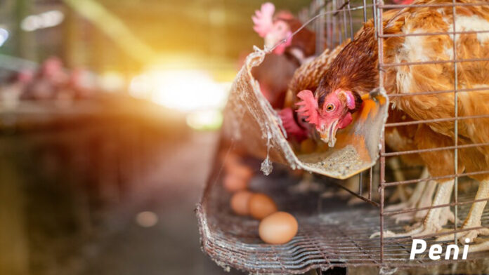 Poultry Farming Business in Kenya